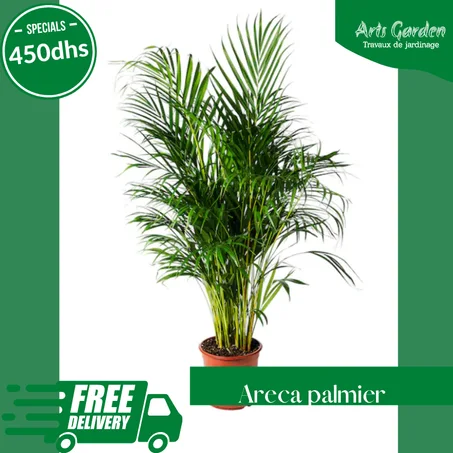ARECA PALMIER