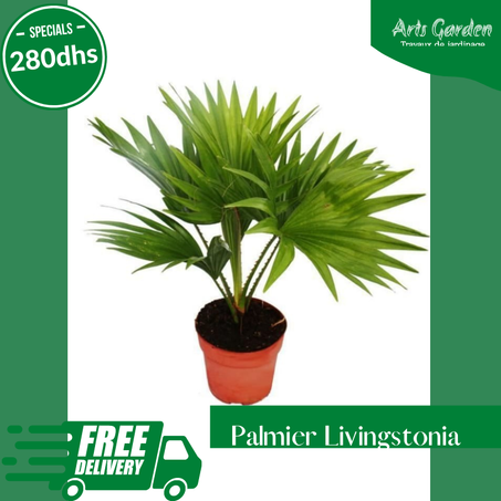 PALMIER LIVINGSTONIA