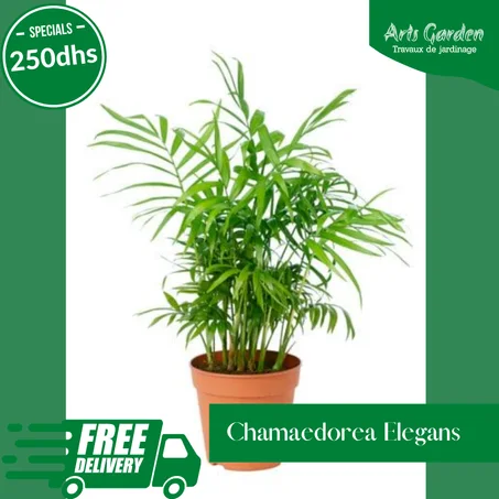 CHAMAEDOREA ELEGANS