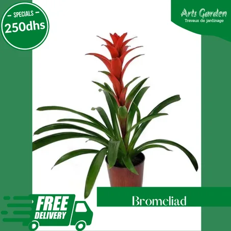 BROMELIAD