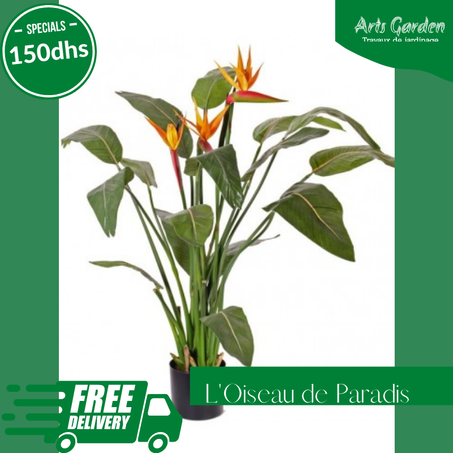 OISEAU DE PARADIS