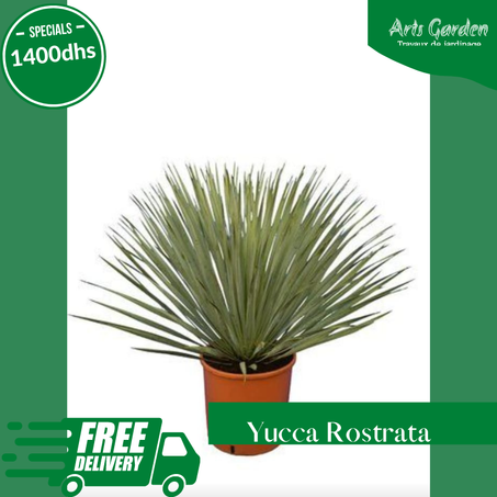 YUCCA ROSTRATA