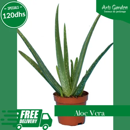 ALOE VERA