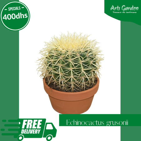ECHINOCACTUS GRUSONII