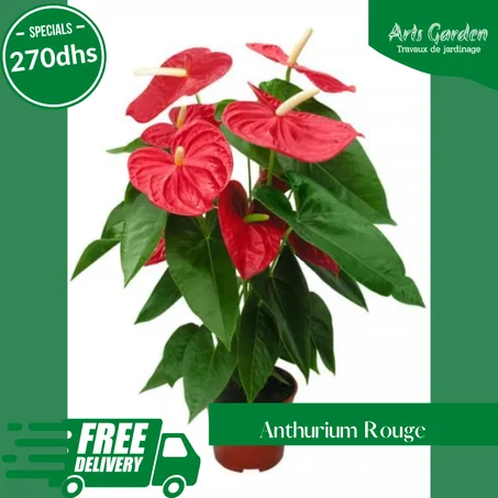ANTHURIUM ROUGE