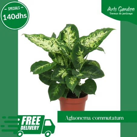 AGLAONEMA COMMUTATUM