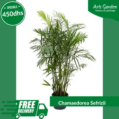 CHAMAEDOREA SEIFRIZII
