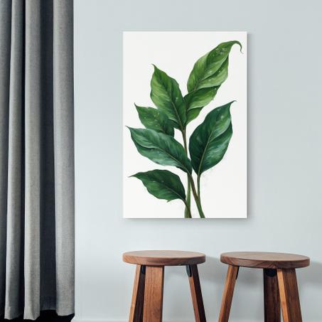 Ficus Elastica