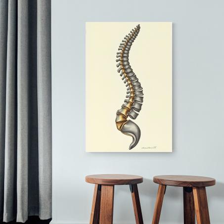 Colonne Vertebrale