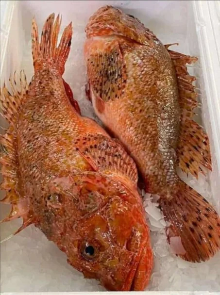 المنتج العاشر