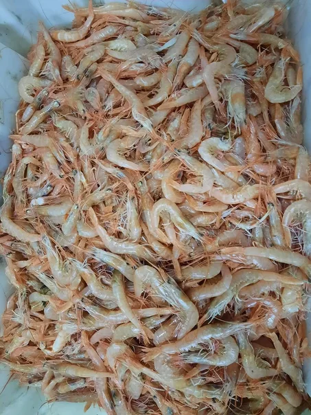 المنتج التاسع