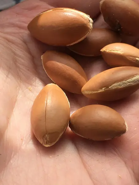 argan seeds