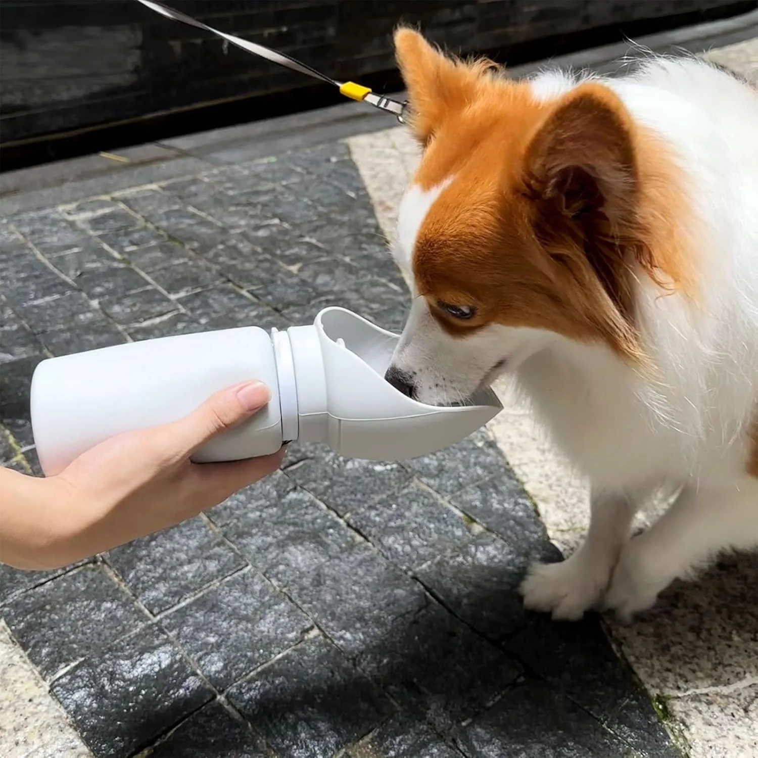 Gourde de Sorties Voyage Pliable en Silicone pour Chien - Hydratation Nomade