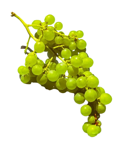 عنب