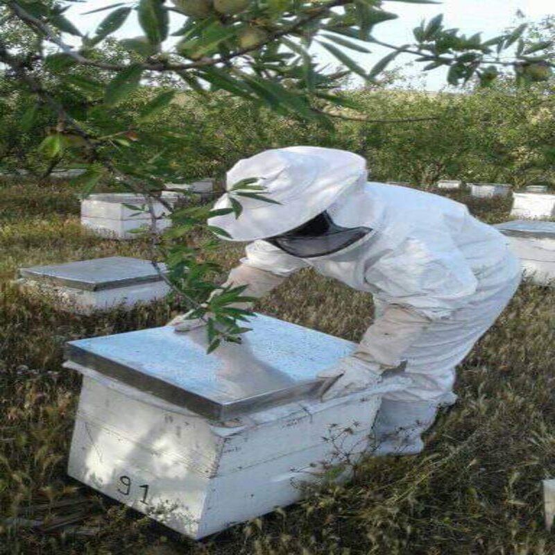 عسل الأوكالبتوس من غابات المعمورة