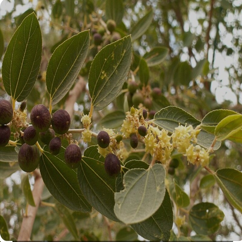 عسل الأوكالبتوس من غابات المعمورة