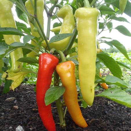 Poivron Banane ( 15 Graines ) – Graines Tunisie