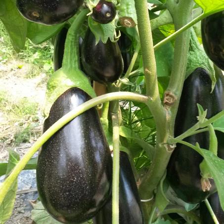 Aubergine Longue Noire ( 15 Graines ) – Graines Tunisie