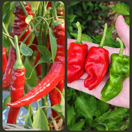 Melange Piment Pardon/Piment Maule’s Long