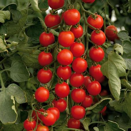 Tomate Cerise Power Cherry ( 20 Graines ) – Graines Tunisie