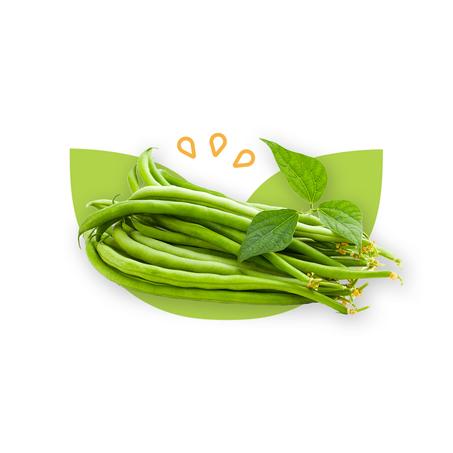 HARICOT VERT - لوبيا خضراء