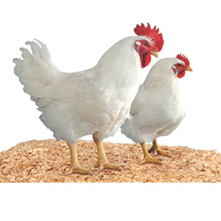 الدجاج الحي - Poulet Vivant