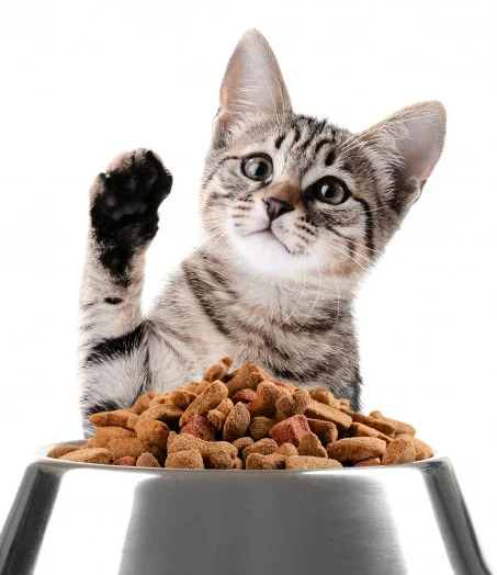 Alimentations