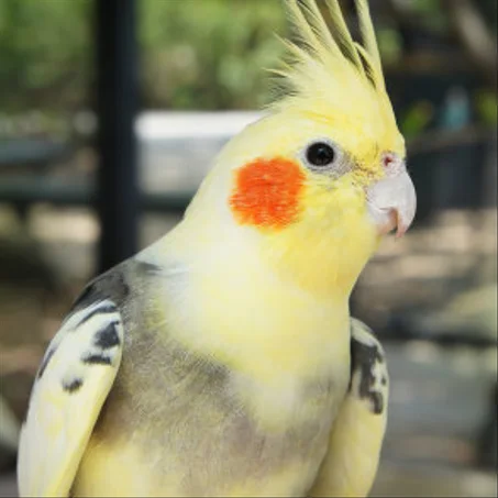 OISEAUX
