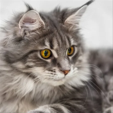 CHATS