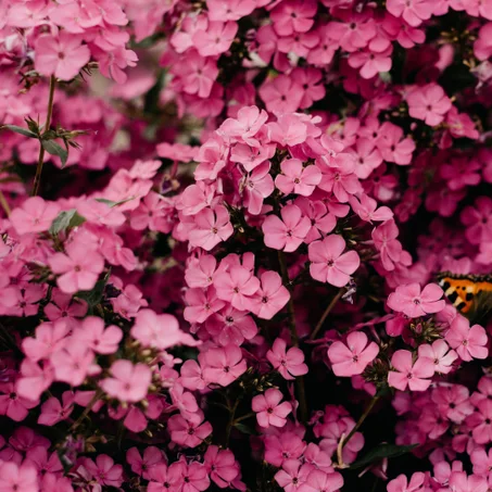 عائلة نباتات الزهرية | Flower Plants Family