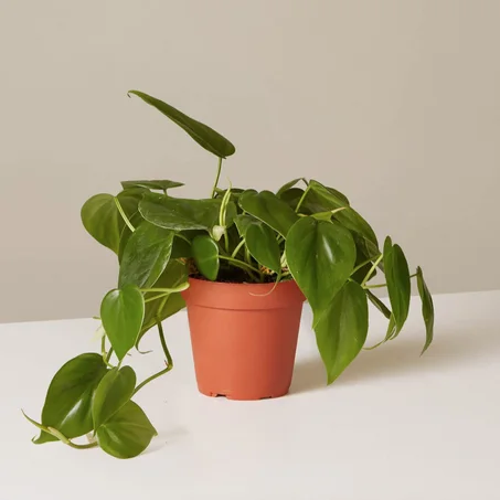 البوتوس | Pothos