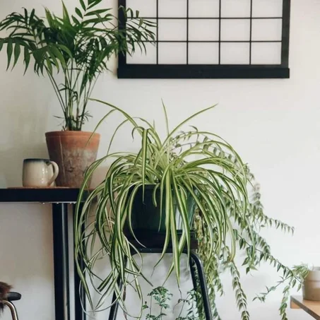 نبتة العنكبوت | Spider plant