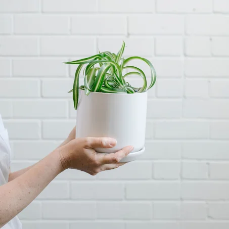 نبتة العنكبوت | Spider plant