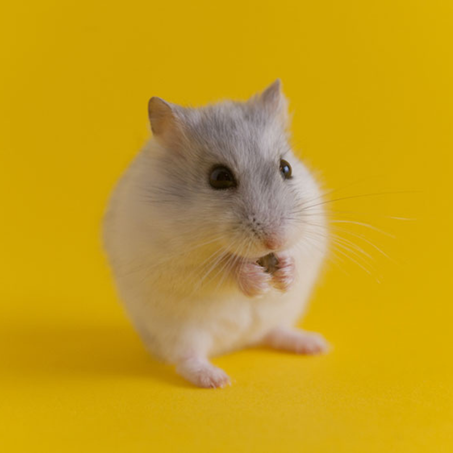 Hamsters
