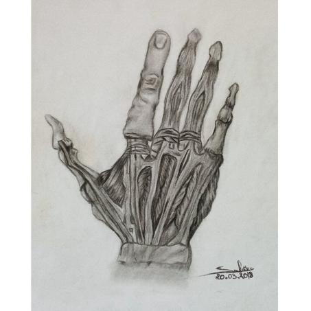 HAND ANATOMY