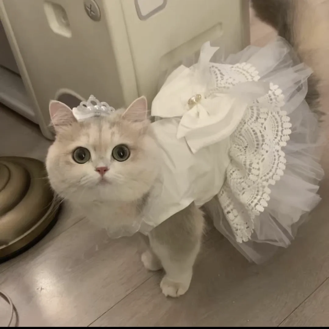 Pet Luxury Summer Wedding dress suit anti-hair loss