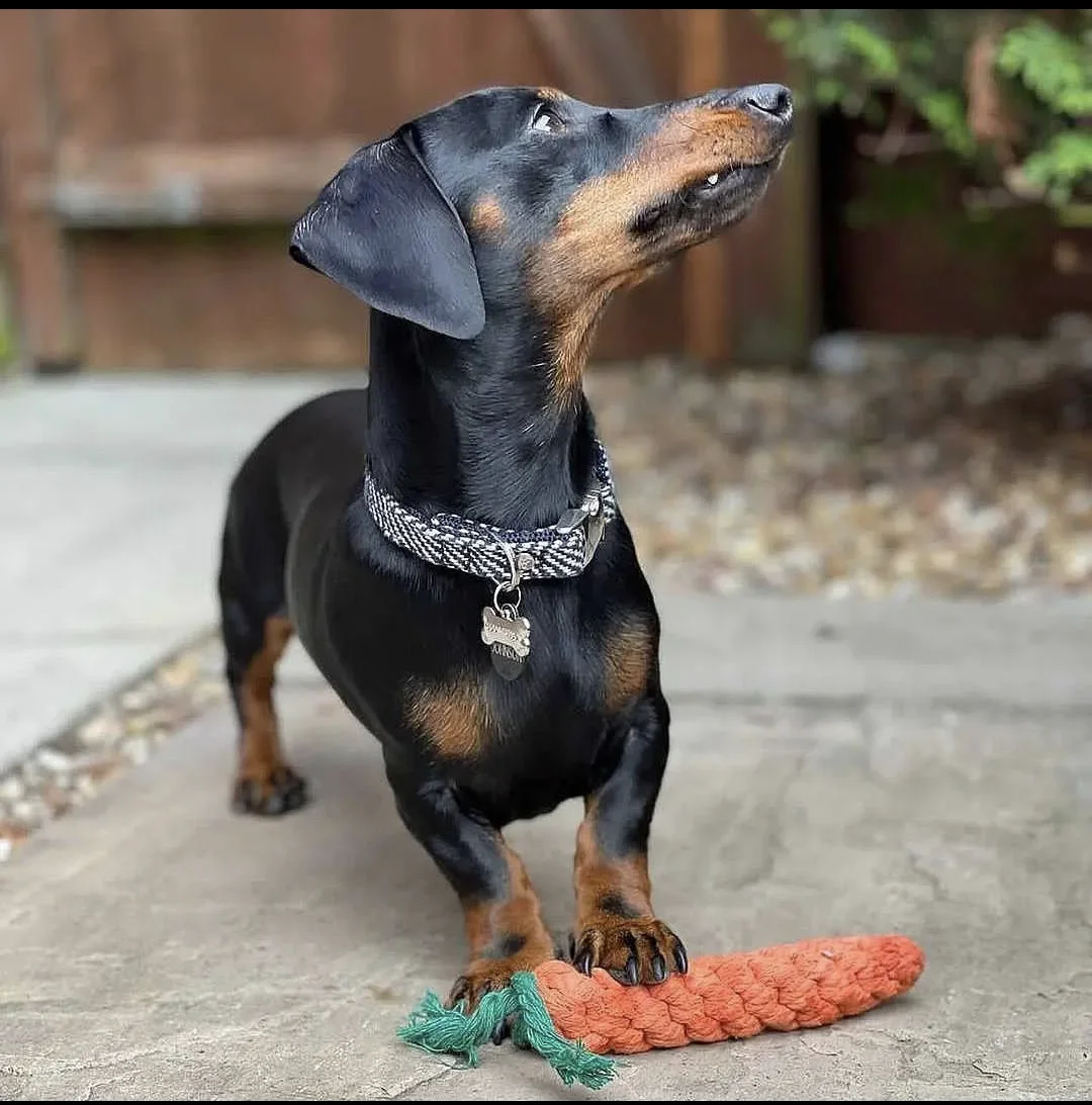 Dog Carrot toy