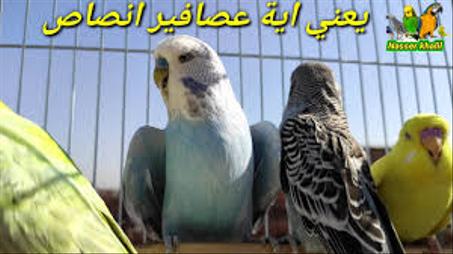 بادجي انصاص