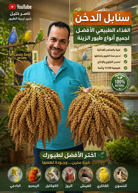 سنابل دخن احمر  ممتاز   وزن 1 كيلو