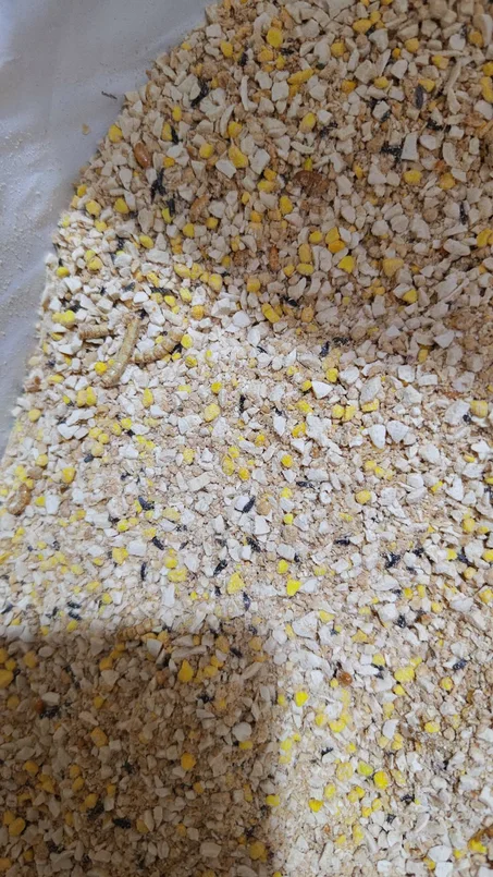 باتيه اسباني بيض دراى جاف بالميل ورم والجمبرى المجفف وزن250 جرام