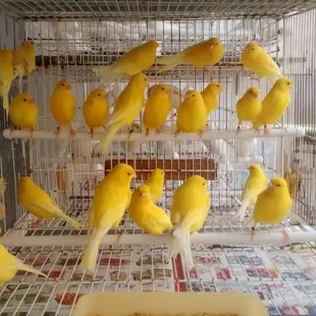 كناري مغرد شغال جاهز للانتاج