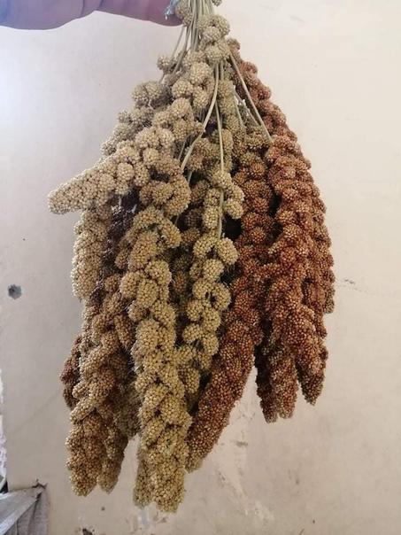 سنابل دخن احمر  ممتاز   وزن 1 كيلو