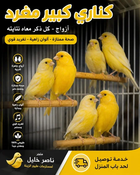 كناري  اصفر روعه   شغال