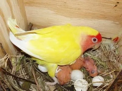 روز لاتيني