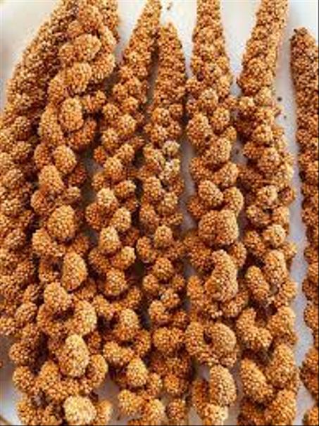 سنابل الدخن الاحمر الممتاز  وزن 1 كيلو