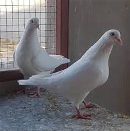 حمام لاحم فرنسي شغال ومضمون