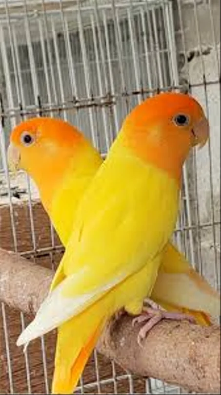 روز اوبلاين اورانج