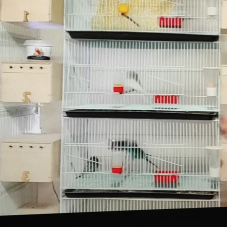 سلاكه تصلح لجميع الطيور  يوجد بها حضان دورين