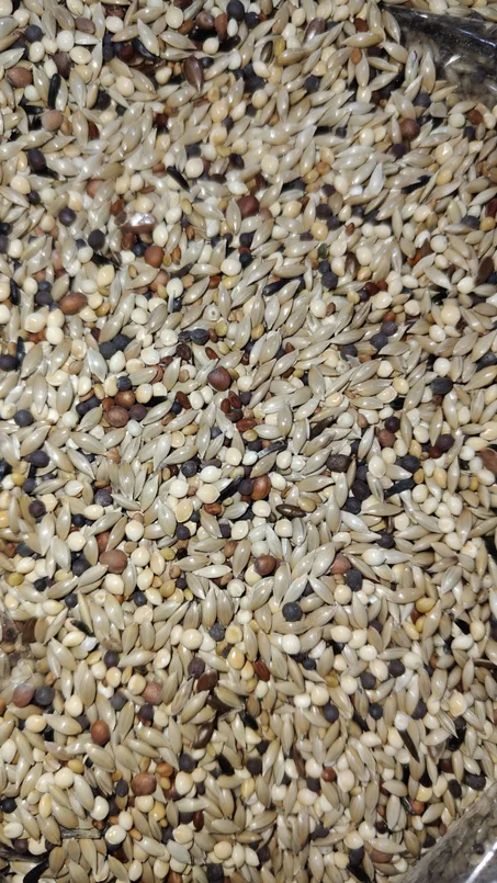 خلطه حبوب الكناري