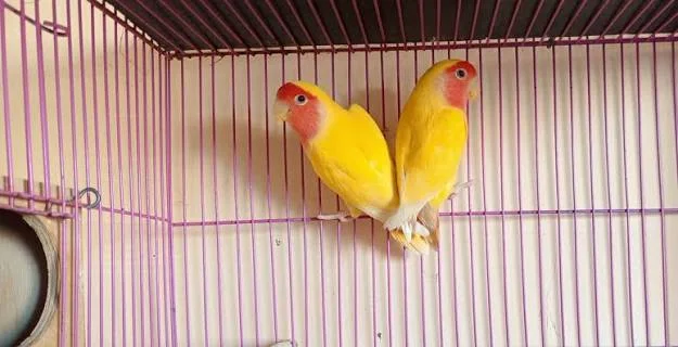 روز لاتيني